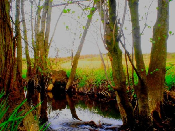 Przez Chobrzany przepływa rzeczka Gorzyczanka