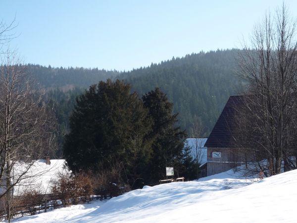 Harbutowice .Cisy Raciborskiego zimą.
