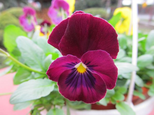 zdjecie Pietrzykowice