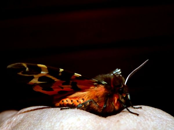 zdjecie Białowieża