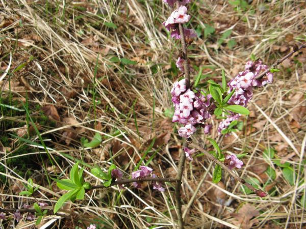 wawrzynek wilczełyko - przy ścieżce przyrodniczo-dydaktycznej, z "czerwonej księgi" gatunków / odmian zagrożonych.