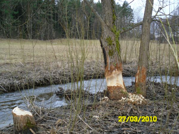 Znaki obecności bobrów