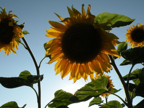 Sloneczniki z Droblina