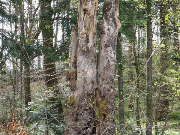 tzw. "kuźnia" - na skraju Lasu Piekliska - owady / szkodniki koncentrują się na tym niemalże obumarłym okazie - służby leśne specjalnie go tam zostawiły.