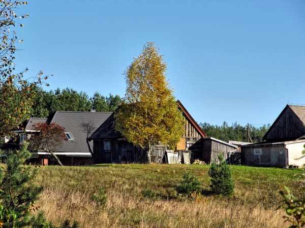 Zabudowania i brzoza w Lubikach Małych