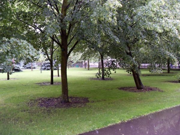 Zieleń przy Bazylice