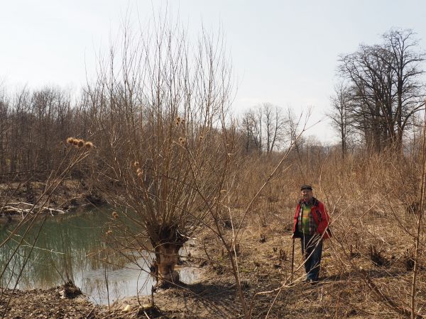 dla bobra średnica drzewa nie ma większego znaczenia a takie "zębodzieło" może realizować nawet etapami, nawet w dużych odstępach czasu, ciekawym może być to, i