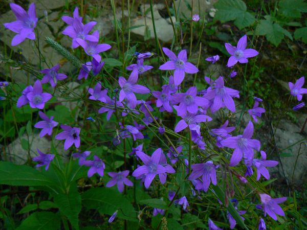 Spotkany przy drodze - Dzwonek rozpierzchły