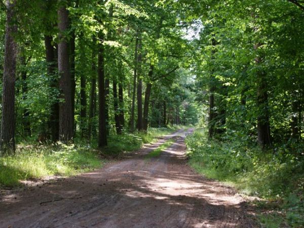 Szkoda, że nie słychać donośnego śpiewu ptaków ...