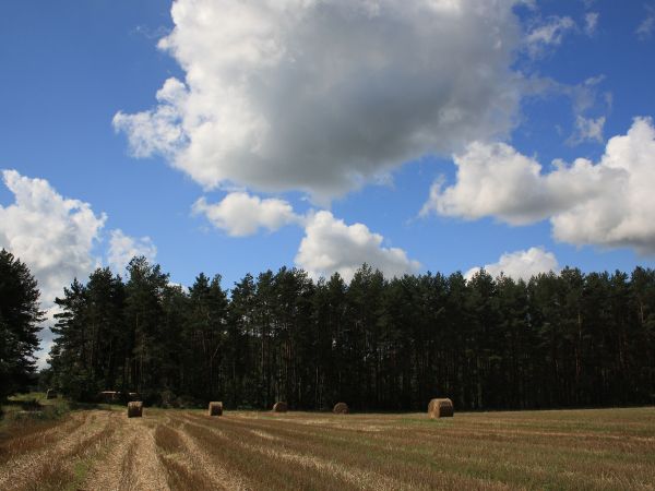zdjecie Tyniewicze Duże