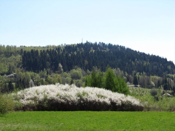 Grojec wzgórze koło Żywca w widłach Soły i Koszarawy wysokość 612 m n.p.m