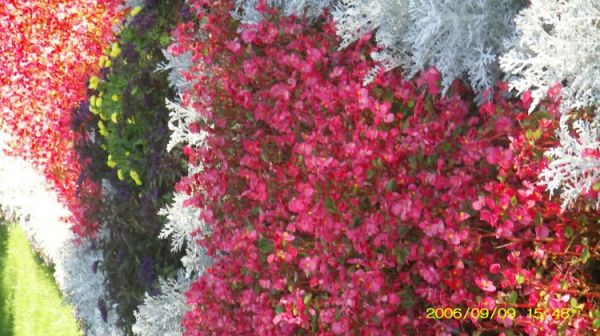 Ciechocinek - piękne kwietniki w parku