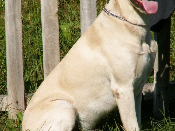 Ja jestem letnikiem, żaden wiejski burek mi nie podskoczy.