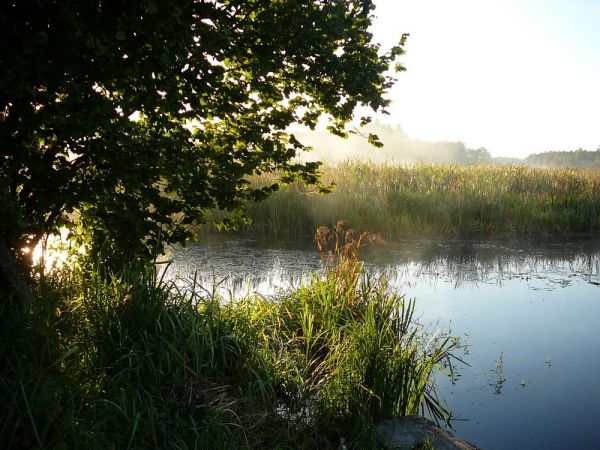 Łachów -Janów -stawy