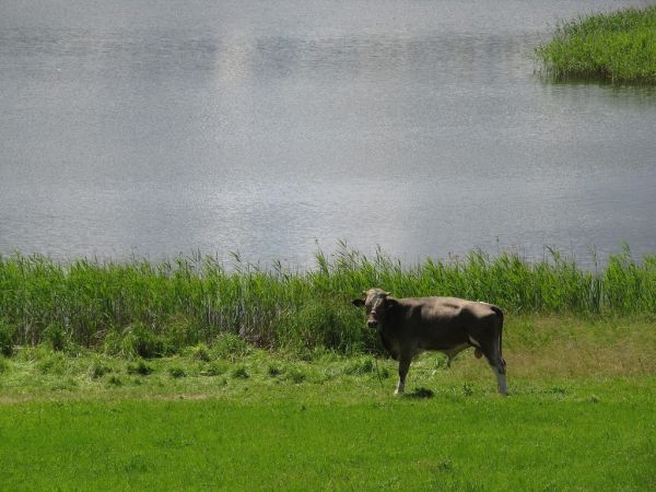 Młody byczek nad jeziorem