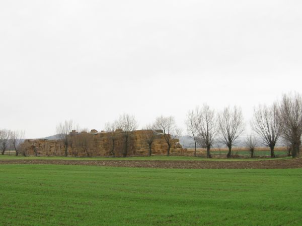 zaplecze surowcowe, do ekologicznego opalania w procesie wytwórczym - Zakład Produkcji Pasz. Chwalimy też troskę o ten szpaler wierzb - eliminując je ze środowi