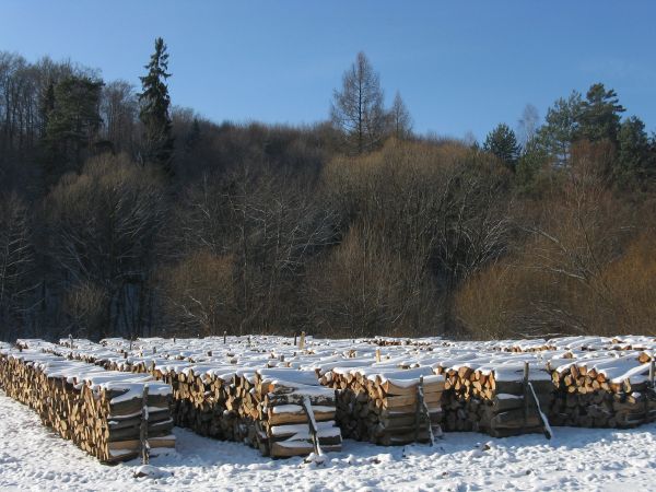 to bogactwo, to źródło dochodów sporej części mieszkańców wsi, pracowników leśnictwa i podwykonawców zleceń.