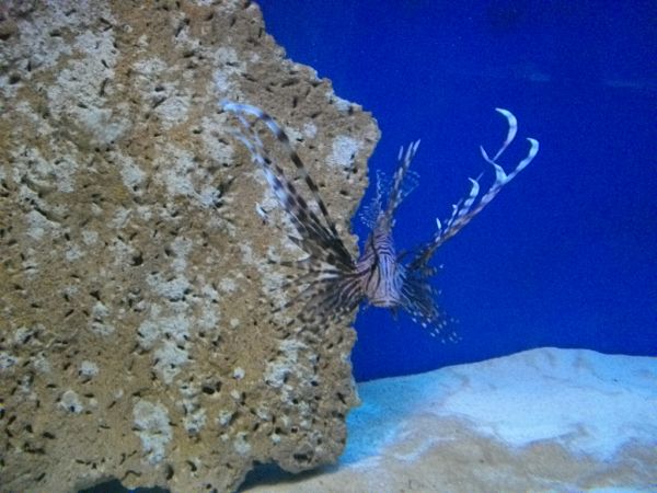 Atrakcja Dźwirzyna oeanarium