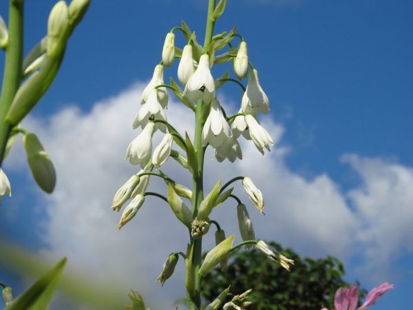 Ogród w centrum miasta