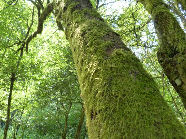 zdjecie Białowieża