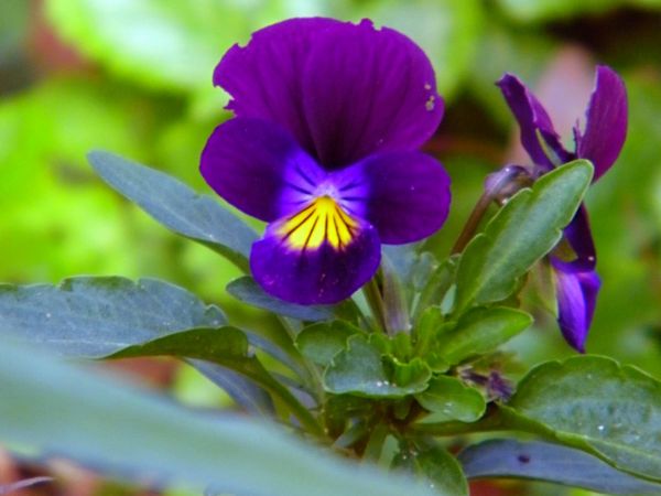 taki tam kwiatek na pożegnanie lata