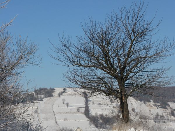 widokowe pasmo Jaworzyna - ponad 520m npm - a tu przy drodze na Przełęcz "Nowiny".