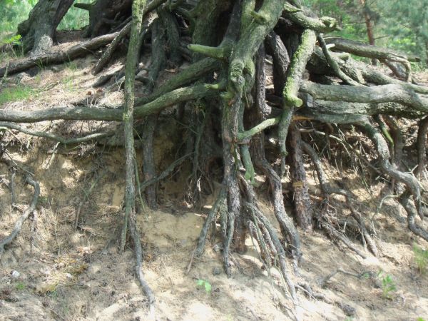 Korzenie nad Pilicą