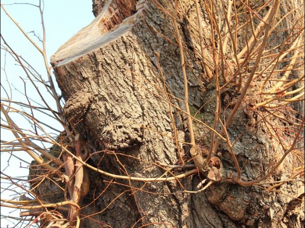 Drewniany, nieużytkowany kościół pw. św. Andrzeja Boboli w Krzeczowicach - (zbudowany ok. 1770 r.), dawna cerkiew parafialna pw. św. Mikołaja .