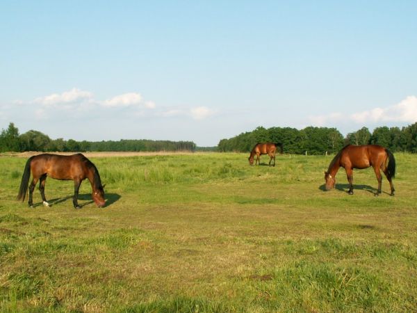 Nareszcie bez siodeł, można spokojnie pojeść