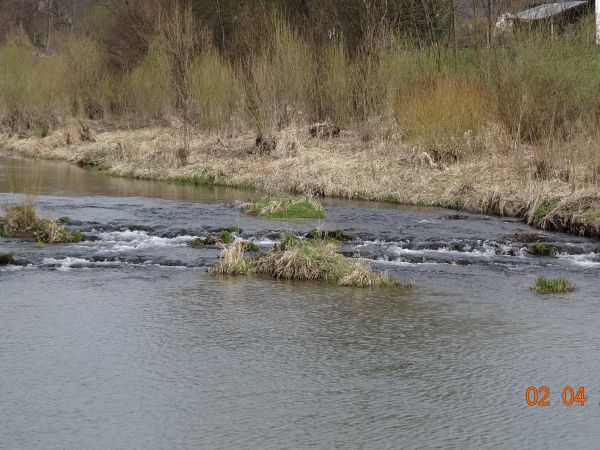 linia brzegowa rzeki San a raczej jej koryta, zasilone wodami rzeki Olszanka -  tam siedlisko - ostoja dużych, rzadkich ptaków wodnych, m.in. czapli siwej, gągo