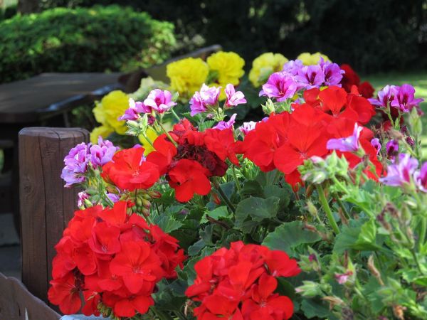 zdjecie Pietrzykowice