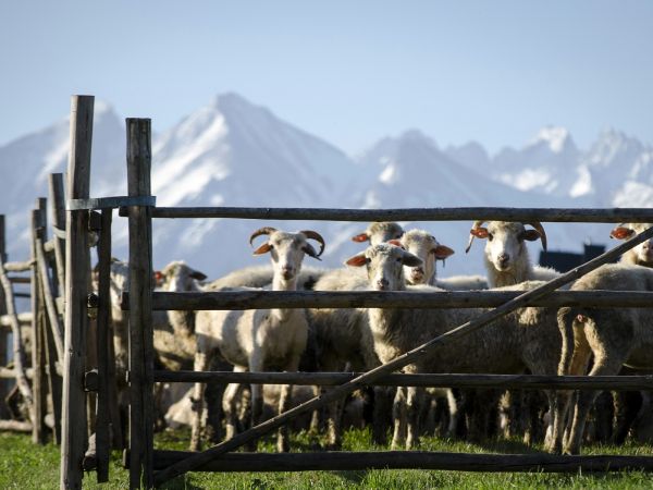 Można oglądać owieczki duże i małe oraz obserwować ich życie w naturalnych warunkach nawet nocą ...