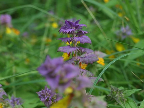 zdjecie Biała Podlaska