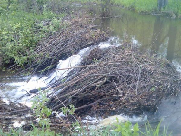 Tama bobrów w pobliskich lasach na rzece Liswarcie