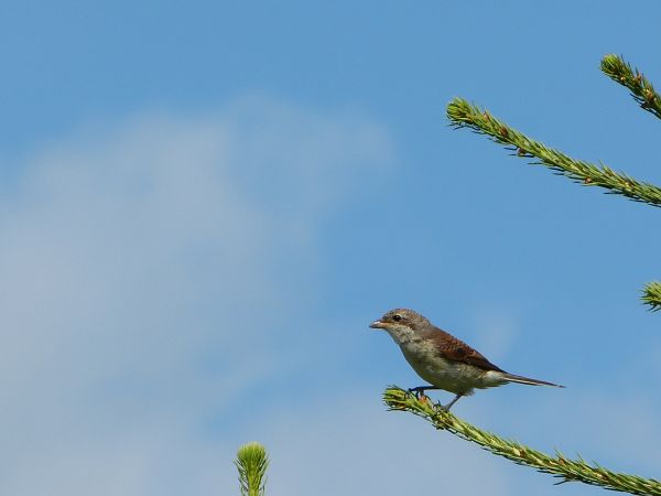 zdjecie Białowieża