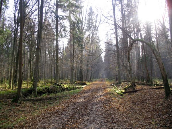 zdjecie Białowieża