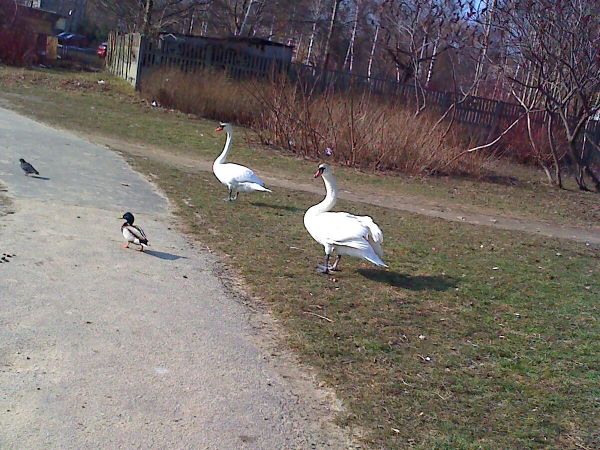 Łabedzie też czasami odwiedzają Prochy