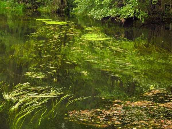 Rzeka Wda. Zdjęcie zrobione z kładki dla pieszych przy kajakarni.