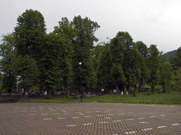 Muszyna.
Aleja lipowa. Pomnik przyrody.