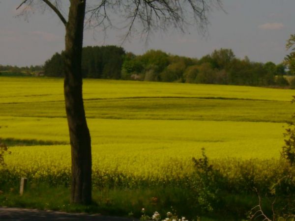 Zdjęcia Morzeszczyn