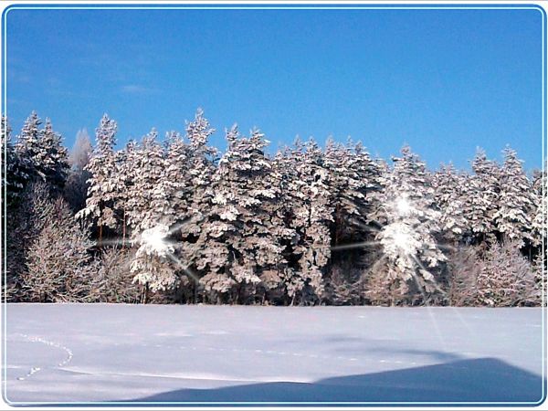 W zimowe południe las jest przepiękny