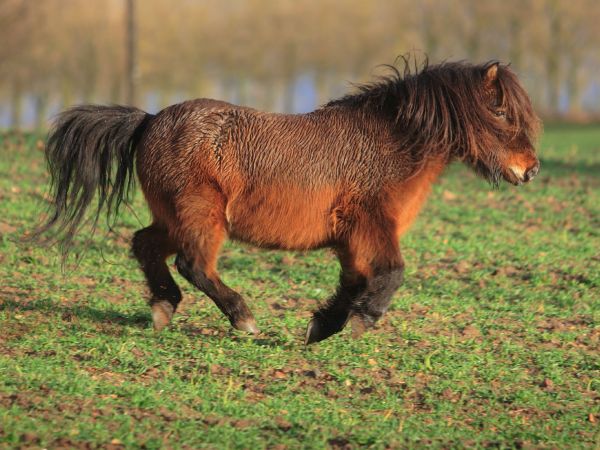 Mimi w galopie - kuc z pałacu Monbijou