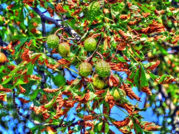 zdjecie Wodzisław Śląski