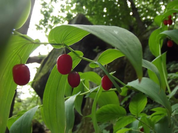 kokoryczka wonna - w Paśmie Kamienia, wśród piaskowcowych ostańców i rumoszu skalnego.