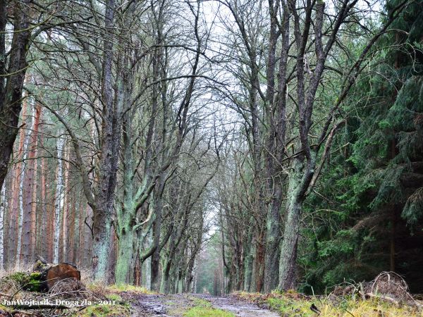 Trochę niesamowita leśna droga w pobliżu Jodłowa