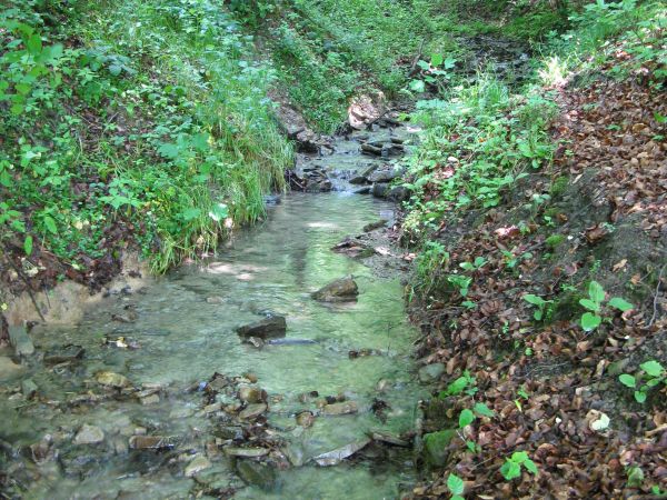 Potok Wujski - a może to : na razie strumyk, ruczaj co kaskadami / szumami / szypotami swe krystalicznie czyste wody toczy ?