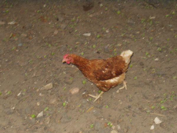 Biegiem do kurnika i spać