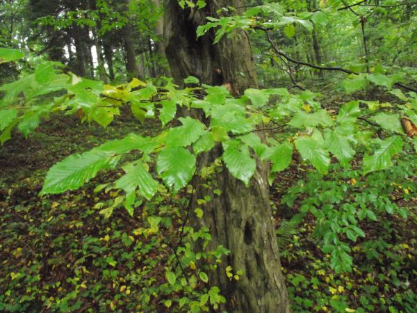 pozostałości rozległej dawniej puszczy karpackiej, przeważa drzewostan mieszany, w okresie letnim, wśród bujnego poszycia i traw mnóstwo grzybów i jagód, a jesi