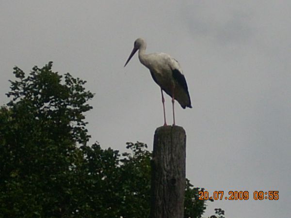 BOCIAN NA KRZYŻU