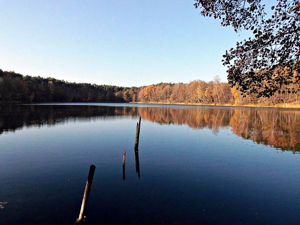 Jezioro w Dzikowie k/Torunia- listopad 2018 .  Jezioro ma 7 ha powierzchni i jest otoczone lasem.  Głębokość maksymalna wynosi 18 m, a średnia około 2 m.